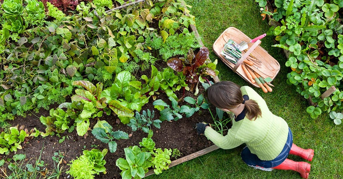 9 Herbs to Grow in Your Garden