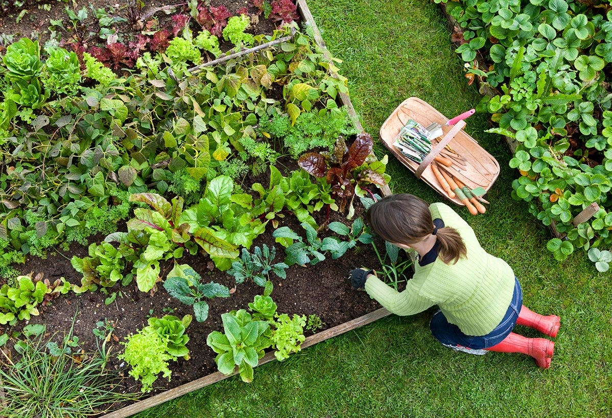 9 Herbs to Grow in Your Garden