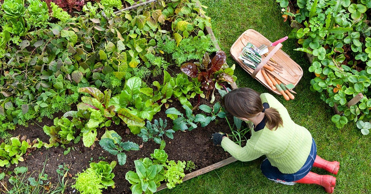 9 Herbs to Grow in Your Garden