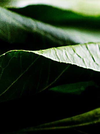 The Stir-Fry Guru Takes on… Leafy Greens