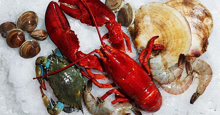 Shellfish School