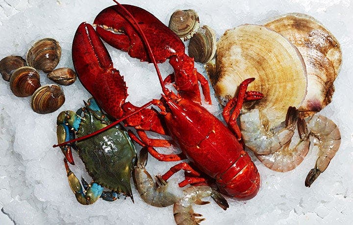 Shellfish School