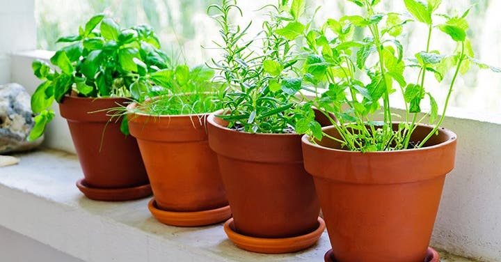 12 Fabulous Fresh Herbs: How to Buy, Store, and Enjoy Them All