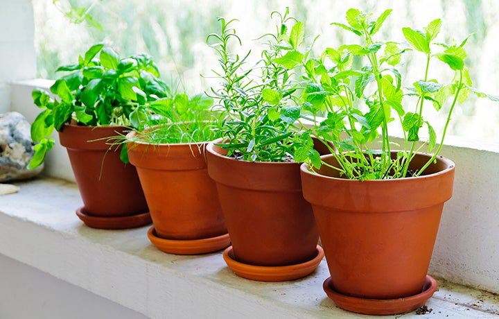 12 Fabulous Fresh Herbs: How to Buy, Store, and Enjoy Them All