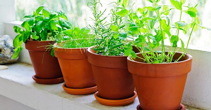 12 Fabulous Fresh Herbs: How to Buy, Store, and Enjoy Them All