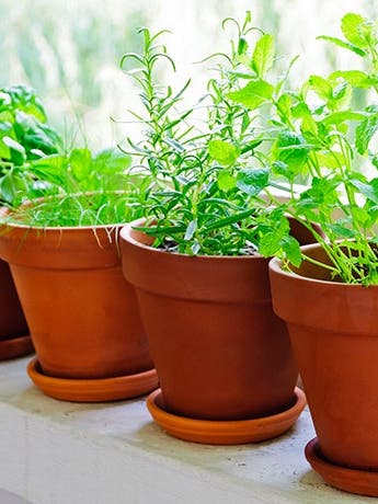 12 Fabulous Fresh Herbs: How to Buy, Store, and Enjoy Them All