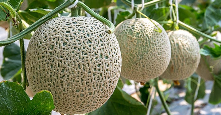 The Right Way to Buy, Cut, and Serve Melon