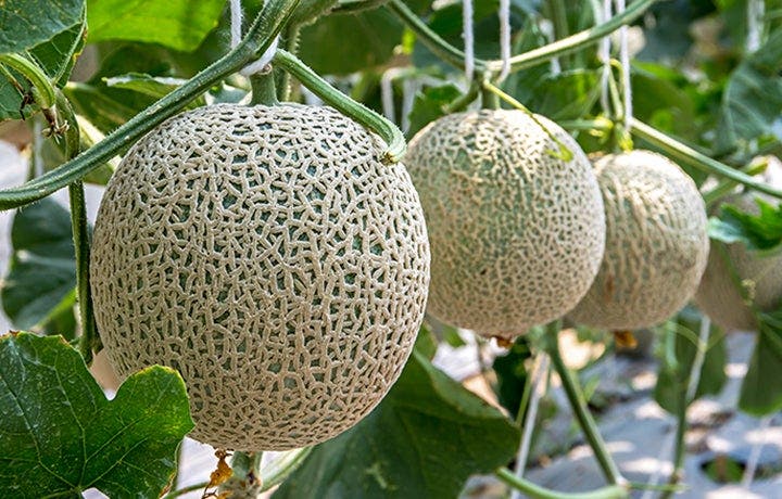 The Right Way to Buy, Cut, and Serve Melon
