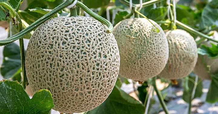 The Right Way to Buy, Cut, and Serve Melon