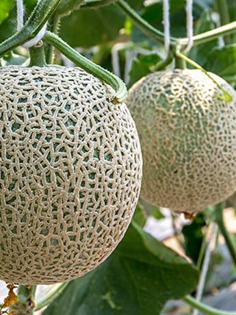 The Right Way to Buy, Cut, and Serve Melon