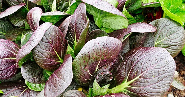 The Skinny on Salad Greens