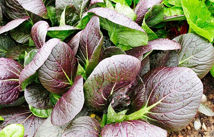 The Skinny on Salad Greens