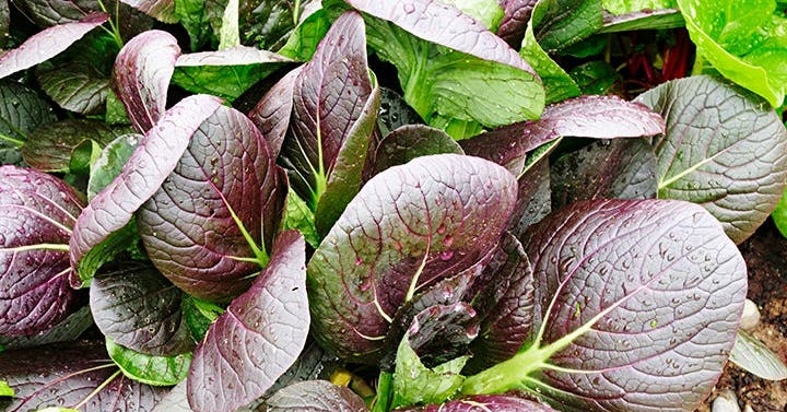 The Skinny on Salad Greens