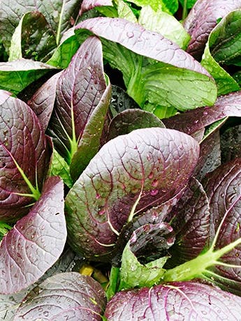 The Skinny on Salad Greens