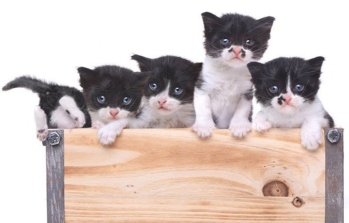 What to Know About Adopting a Stray