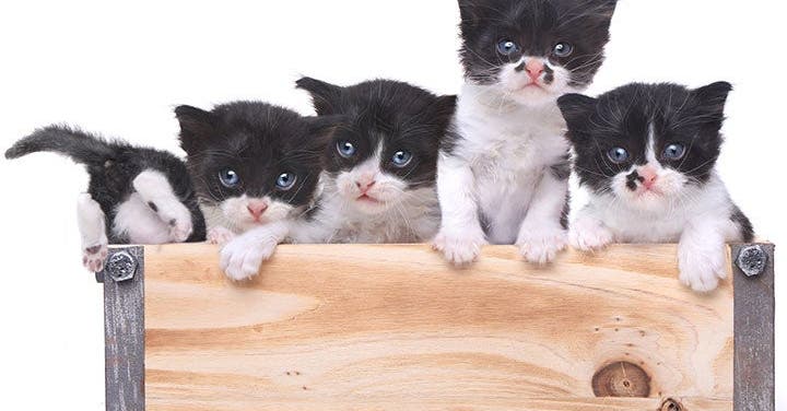 What to Know About Adopting a Stray