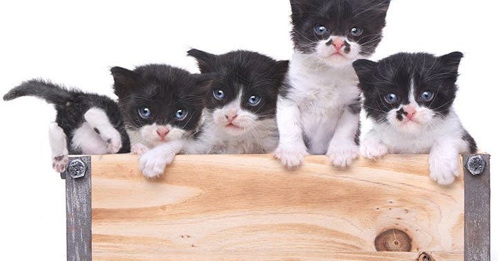 What to Know About Adopting a Stray