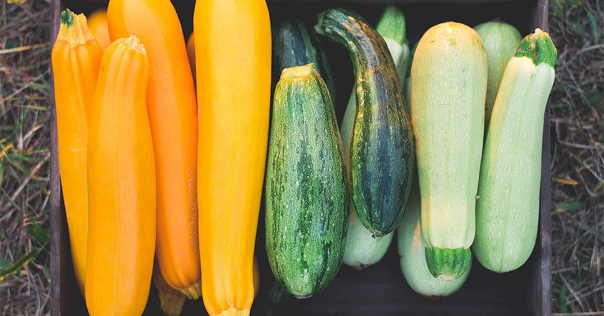 Everything you need to know about summer squash