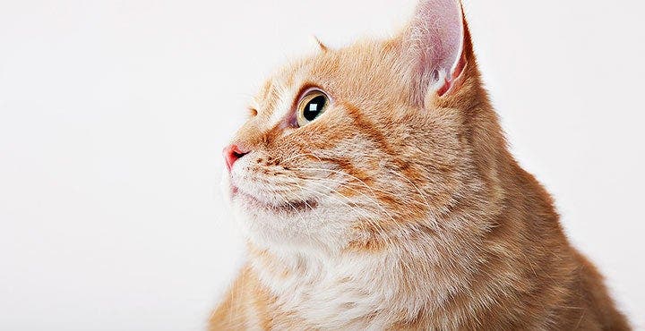 4 Ways to Help Your Pet Lose a Few Pounds