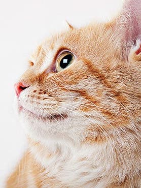 4 Ways to Help Your Pet Lose a Few Pounds