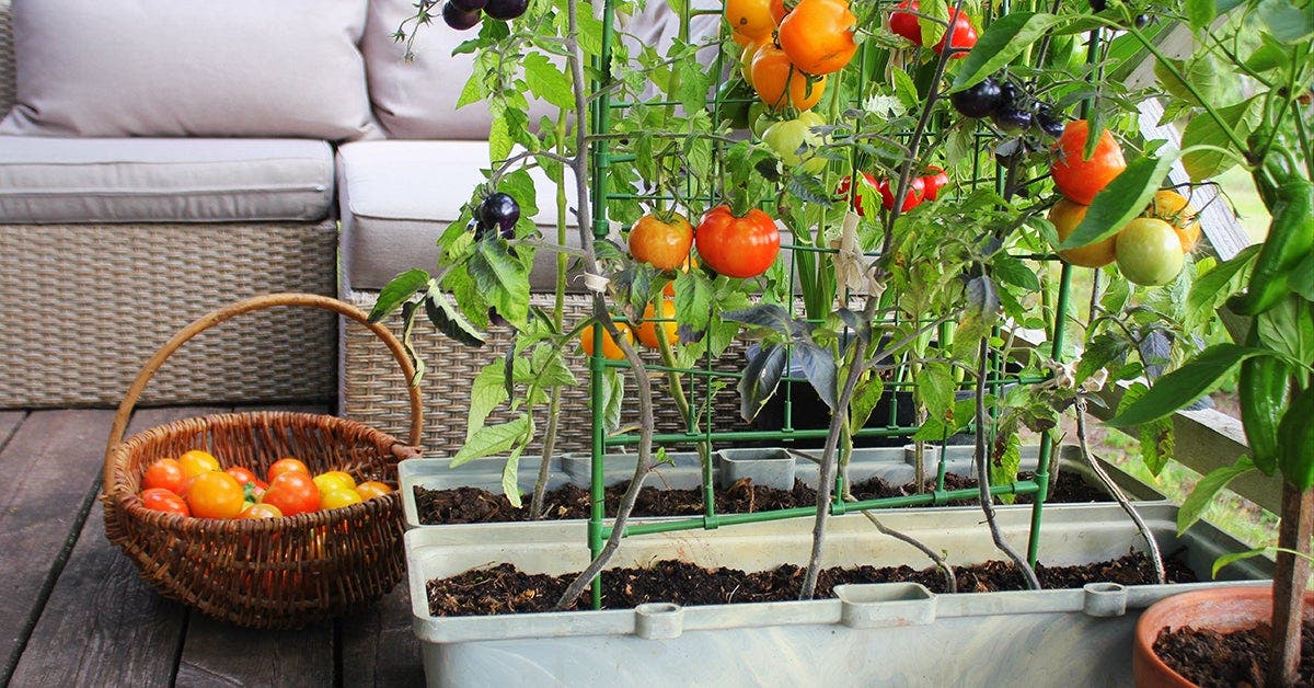 Ripe tomatoes and plant in container, homegrown produce from backyard.