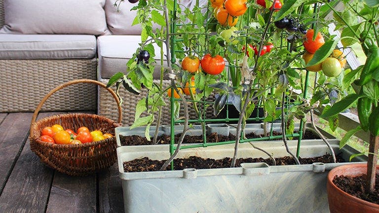 Ripe tomatoes and plant in container, homegrown produce from backyard.